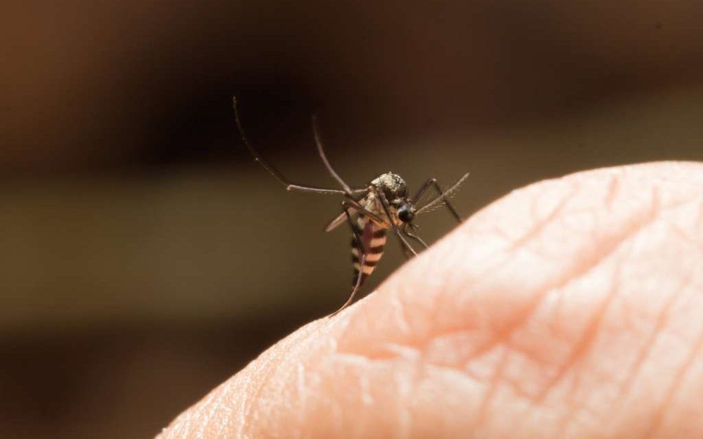 Número de casos de chikungunya em três meses de 2018 no RJ é quase o triplo do mesmo período no ano passado