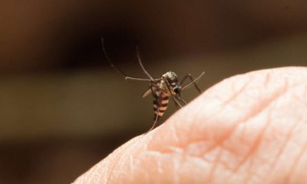 Número de casos de chikungunya em três meses de 2018 no RJ é quase o triplo do mesmo período no ano passado
